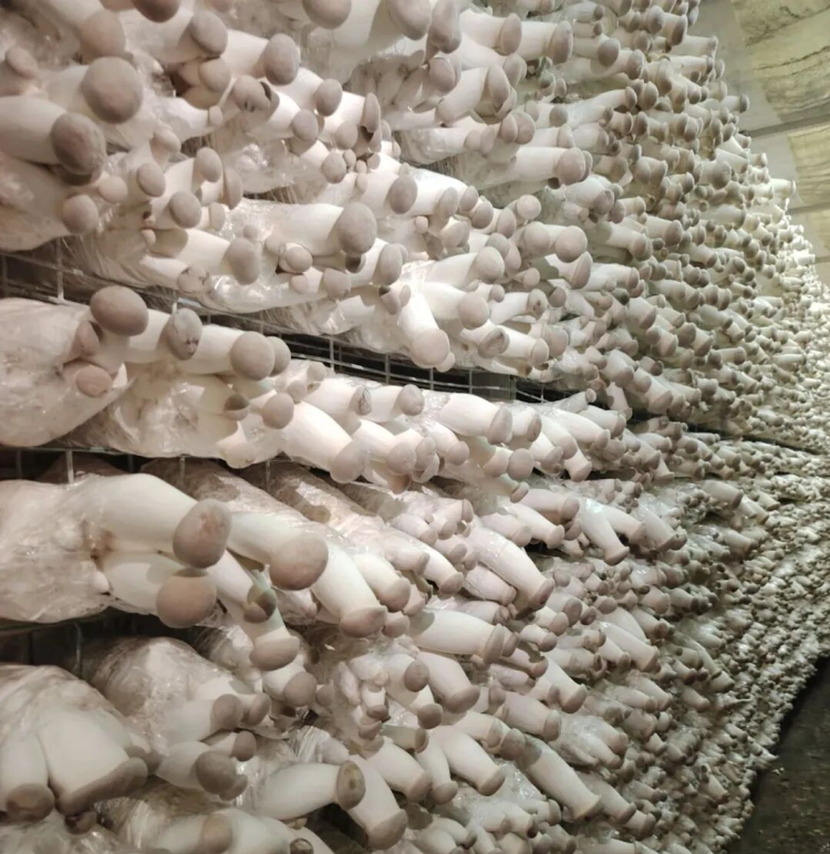 9ae6959ceac0c264b454a3dfd546c503.png 9ae6959ceac0c264b454a3dfd546c503.png